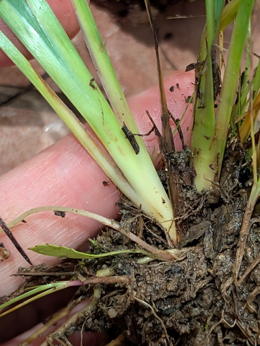 blue-eyed grasses