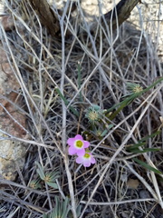 Oxalis decaphylla