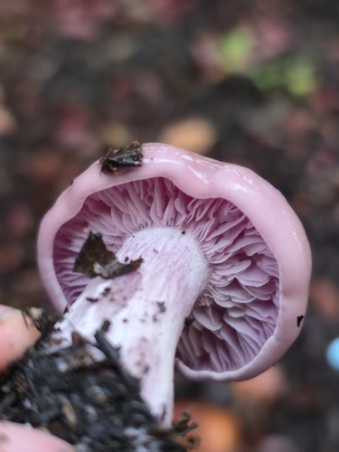 Blewit