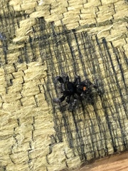 Phidippus audax