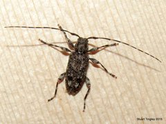 Astyleiopus variegatus