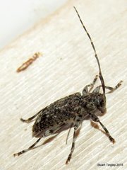 Astyleiopus variegatus