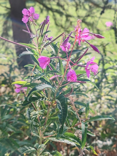 fireweed