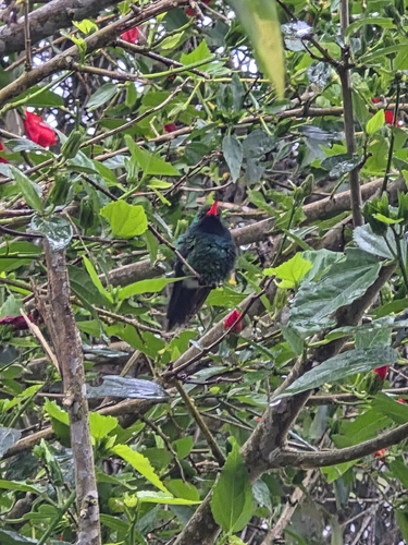 Glittering-bellied Emerald