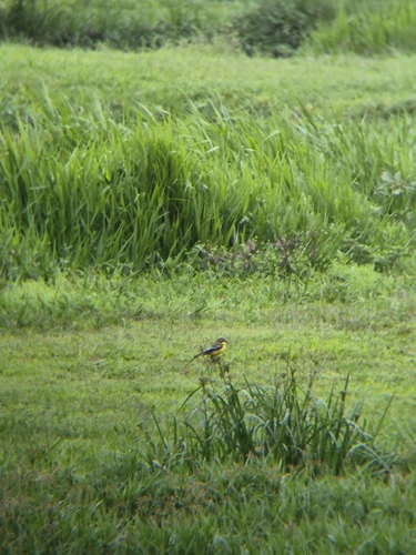 Yellow-browed Tyrant