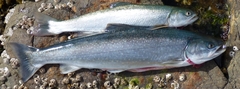 Salvelinus malma