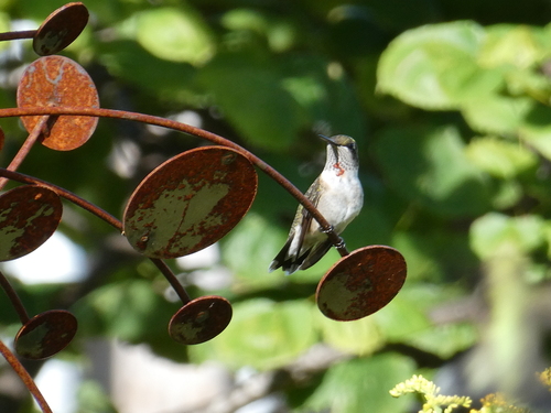 Ruby-throated Hummingbird