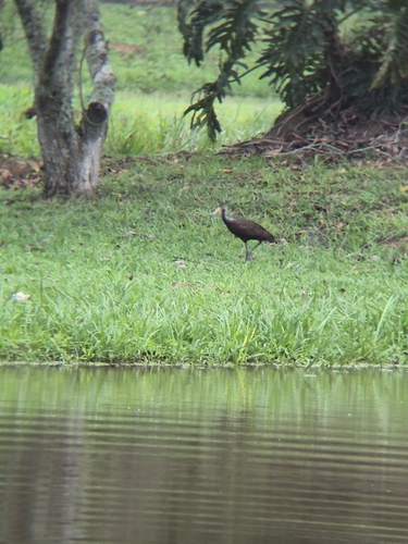 Limpkin