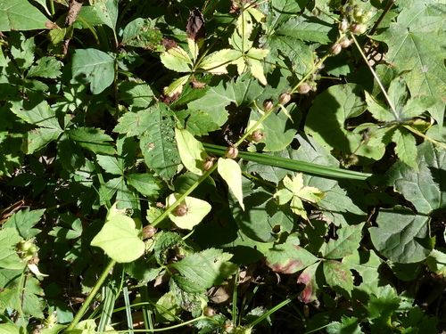 Indian tobacco