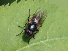 Cheilosia impressa
