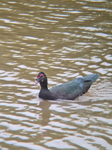 Muscovy Duck