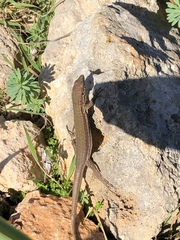 Podarcis filfolensis maltensis