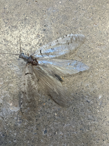 Neohermes filicornis seen in Sonoma Valley