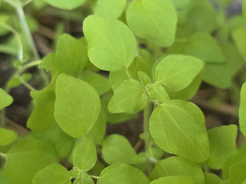 Parietaria debilis, photograph 3