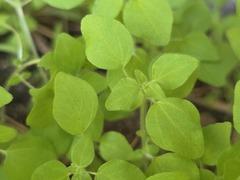 Parietaria debilis, photograph (c) Cesar Ormazabal, some rights reserved (CC BY)