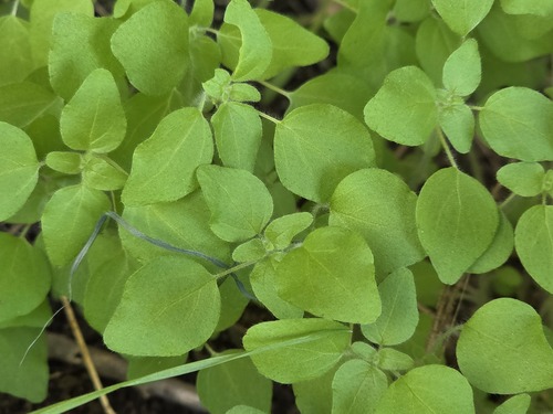 Parietaria debilis, photograph 4
