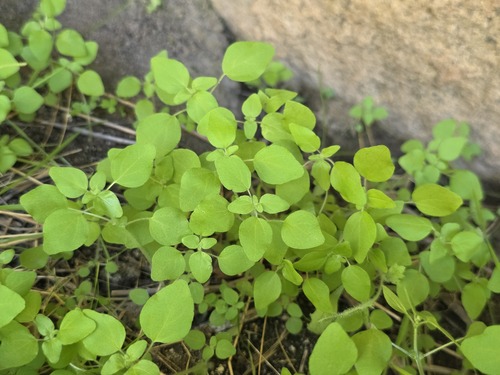 Parietaria debilis, photograph 5
