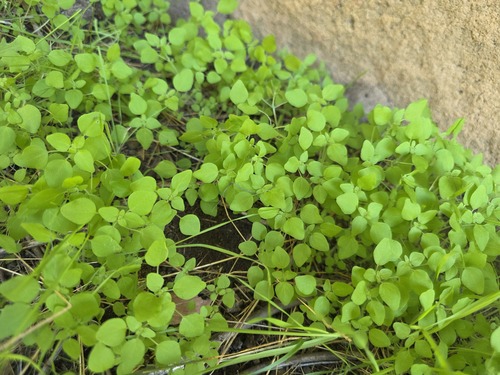 Parietaria debilis, photograph 6