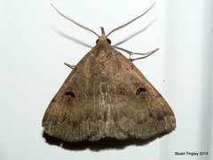 Phalaenostola hanhami