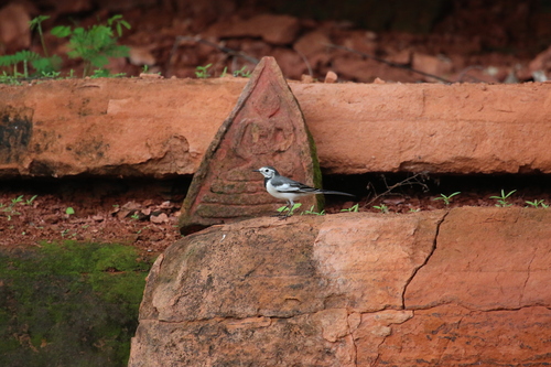 White Wagtail