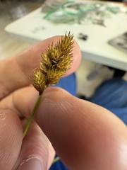 Carex bebbii, photograph author not stated, no rights reserved