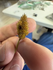 Carex bebbii, photograph author not stated, no rights reserved