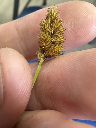 Carex bebbii, photograph 4