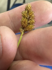 Carex bebbii, photograph author not stated, no rights reserved