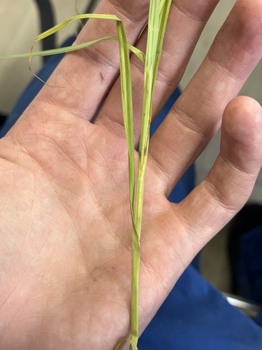 Carex bebbii, photograph 6