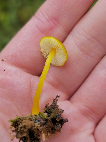 Yellow Deer Mushroom