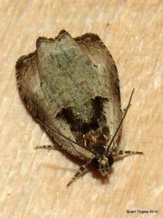 Olethreutes exoletum