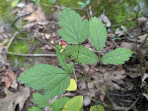 garden dewberry