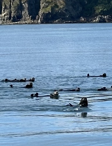 Sea Otter