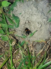 Nicrophorus carolina
