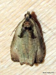 Olethreutes exoletum