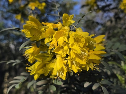 Sophora macrocarpa, photograph 3