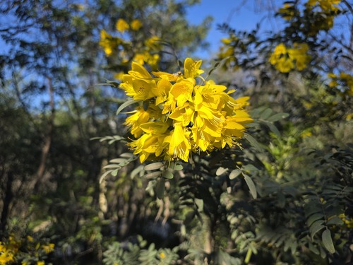 Sophora macrocarpa, photograph 4