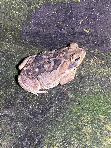 Cururu Toad