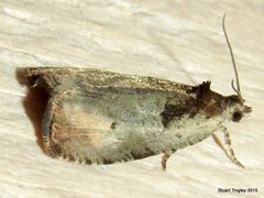 Olethreutes exoletum