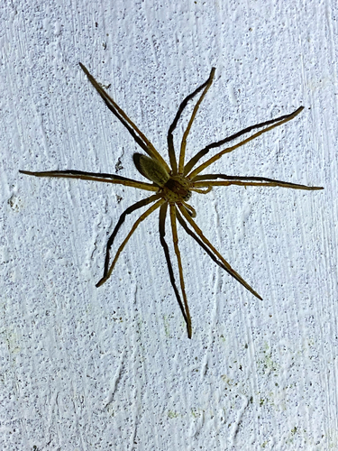 Two spotted Bromeliad spider