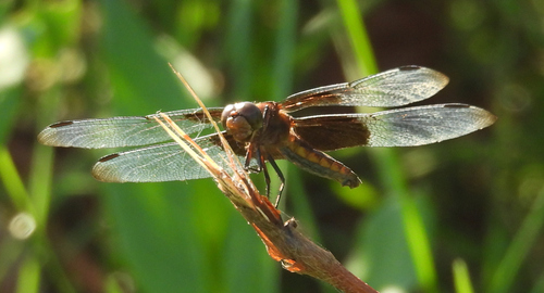 Widow Skimmer