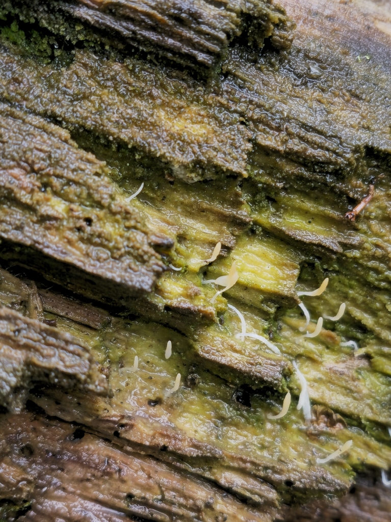 White green-algae coral · September 2026 · photo: Photo: (c) Alex Reitan, some rights reserved (CC BY) · iNaturalist