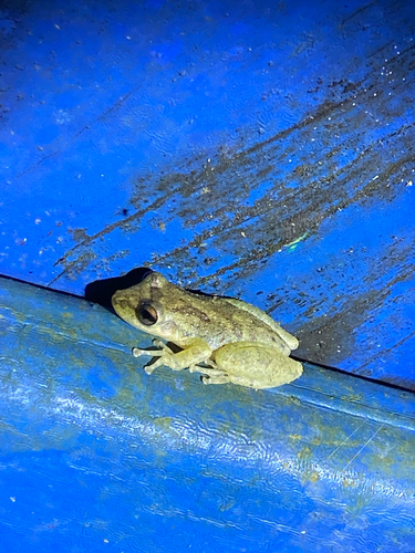 Venezuela Snouted Tree Frog