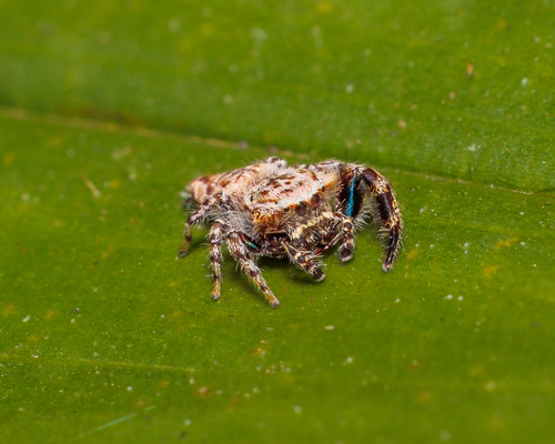 Rhene pallida