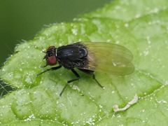 Minettia longipennis