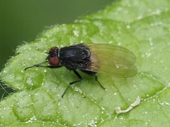 Minettia longipennis