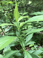 Hybanthus concolor