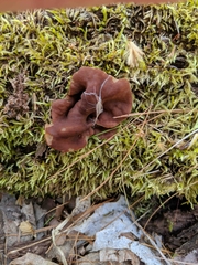 Gyromitra perlata