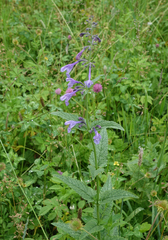 Nepeta sibirica
