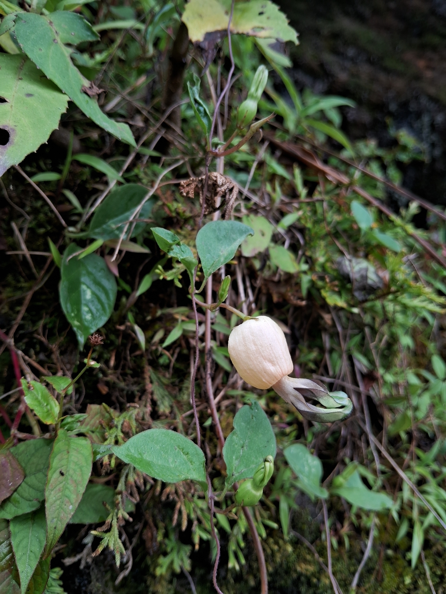 Ceropegia dorjei